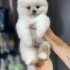 POMERANİAN BOO YAVRU...