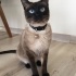 Dumi