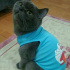 Duman