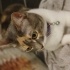 Maya