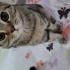 Zeytin