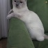 Bulut
