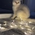 Pamuk
