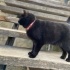 SİYAH KEDİ
