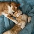 Serendipity ve Garfi...