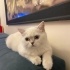 Pamuk