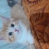 Pamuk