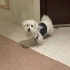 ARES