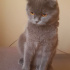 Duman