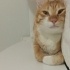 Çitos