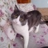 Duman