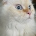 BULUT
