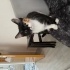 Zeytin