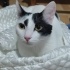 Zuzu