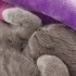 Gece