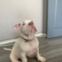 Baron