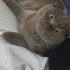GIDIK