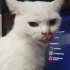 Pamuk