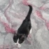 Pati