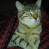 Pamuk