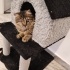 Artemis