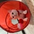 Bulut
