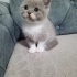 Duman