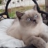 Sultan