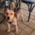 Fido