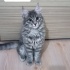 Duman