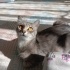 Maya