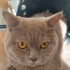 Bulut
