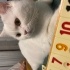 Bobo