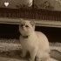 Bulut