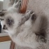 Pamuk