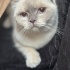 Patik