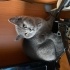 Cokie