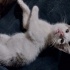 Bobi