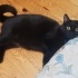 Zeytin