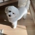 Odie