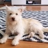 pamuk