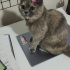 Masha