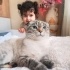 Pisi