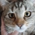 Sindy