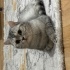 Ares