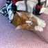 Puki