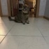 Aslan