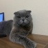 Duman