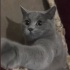 Pamuk