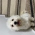 Bobby